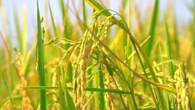 有机农业中稻田风的慢动<strong>水稻</strong>茎树